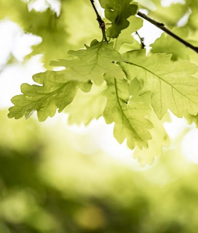 feuille chene fenetre bois